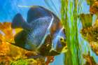 USA, Colorado, Denver, Denver Zoo. Captive gray angelfish in tank. Art Print